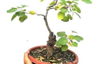 家里的黄栌下山桩 还不红 图片