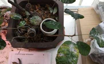 这黄栌下山桩是什么病啊 求救 图片