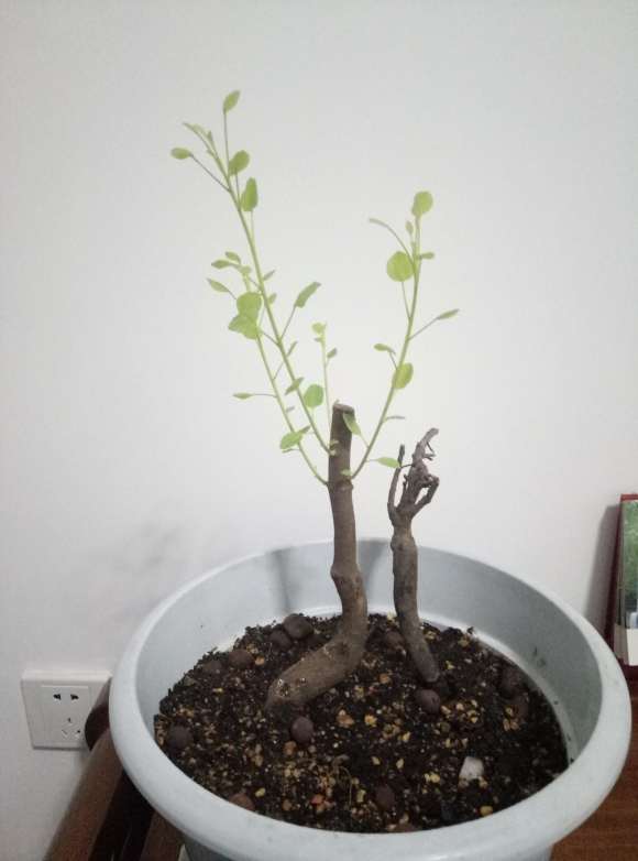 一棵黄栌下山桩 如何造型