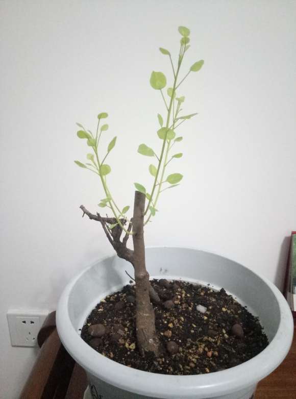 一棵黄栌下山桩 如何造型