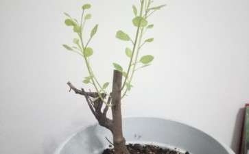 一棵黄栌下山桩 如何造型 图片