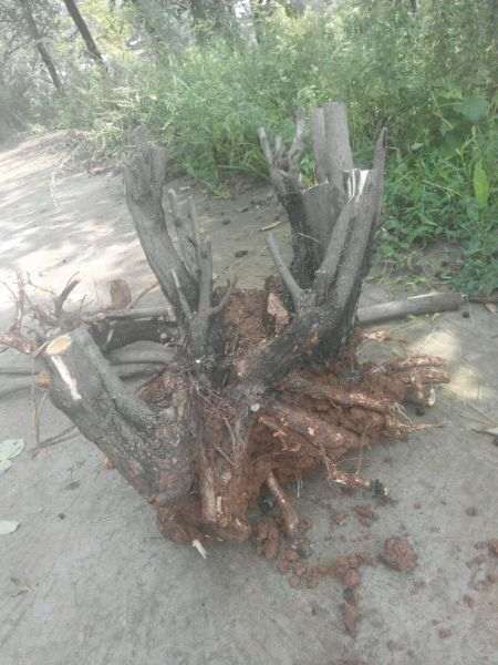 黄栌下山桩什么价格 60包邮