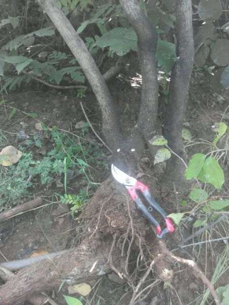 黄栌下山桩什么价格 60包邮