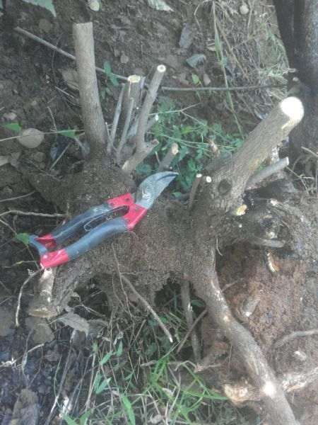 黄栌下山桩什么价格 60包邮