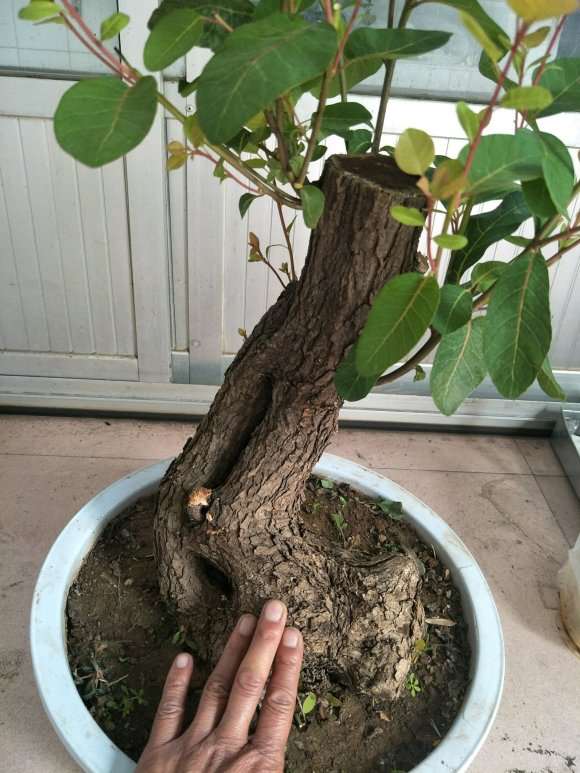 买了棵黄栌下山桩 80大洋