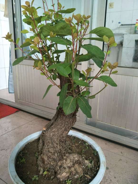 买了棵黄栌下山桩 80大洋