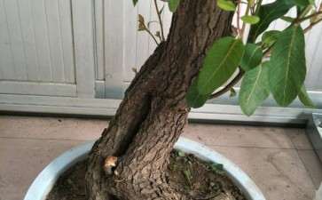 买了棵黄栌下山桩 80大洋 图片