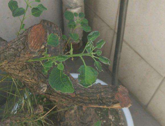 黄栌下山桩的叶子还是绿色 就开始卷边