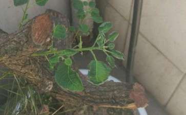 黄栌下山桩的叶子还是绿色 就开始卷边