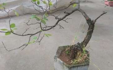 养了1年的黄栌下山桩 可以吗 图片