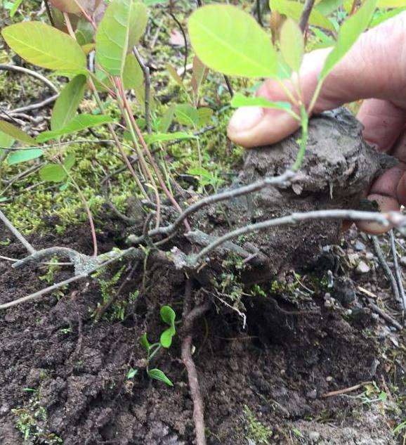 黄栌下山桩好玩吗 我挖1颗
