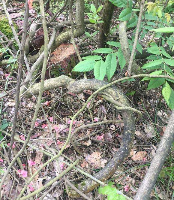 黄栌下山桩好玩吗 我挖1颗