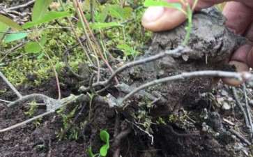 黄栌下山桩好玩吗 我挖1颗 可以吗