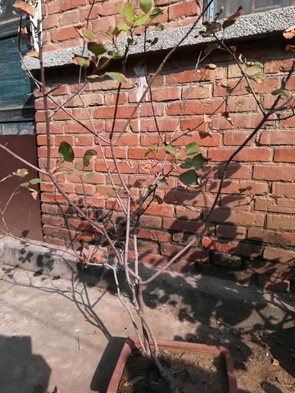 这颗黄栌下山桩该怎么造型