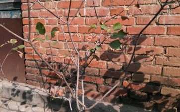 这颗黄栌下山桩该怎么造型 图片