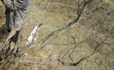 今天下午的收获 黄栌下山桩 可以吗