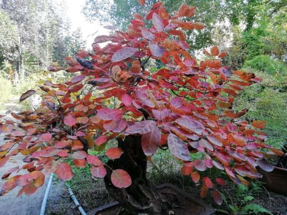 黄栌下山桩 养老几年 6千8 包邮 图片