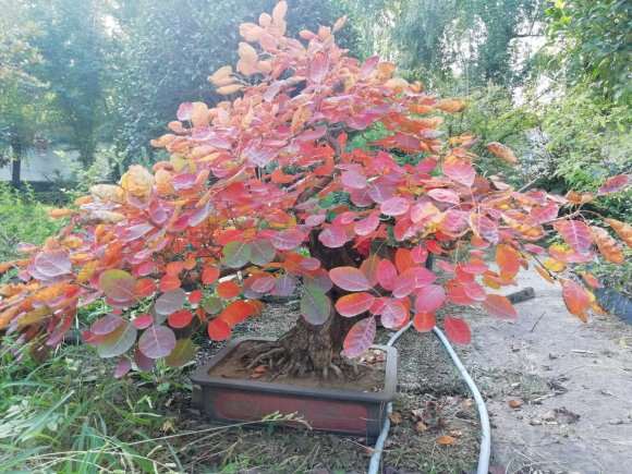 黄栌下山桩 养老几年 6千8 包邮 图片