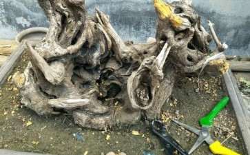 黄栌下山桩不到半月芽点到位 图片