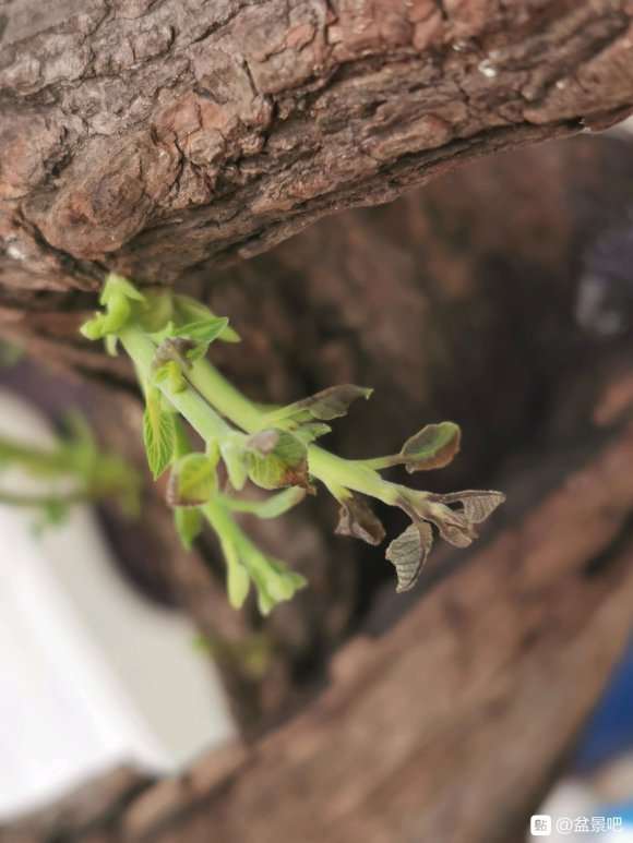 这颗黄栌下山桩是要死了吗