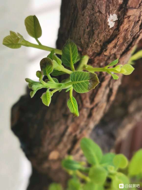 这颗黄栌下山桩是要死了吗