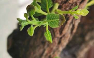 这颗黄栌下山桩是要死了吗 怎么办 图片