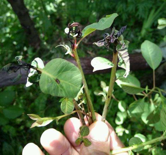 这棵黄栌下山桩得了什么病