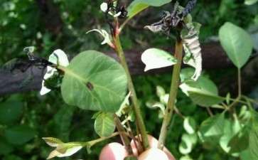 这棵黄栌下山桩得了什么病 怎么办 图片