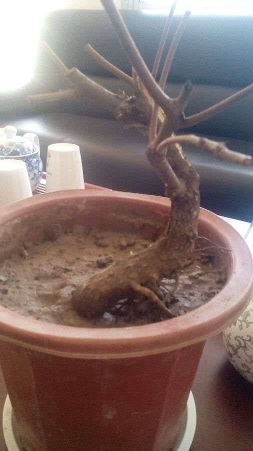 黄栌下山桩根发芽了