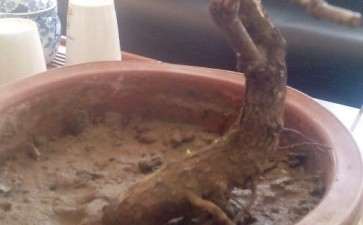 黄栌下山桩根发芽了 可以吗 图片