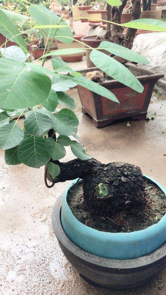 一颗还算不错的黄栌小下山桩