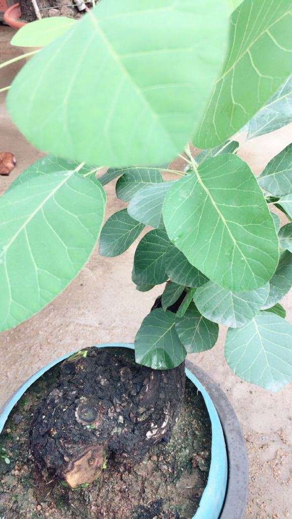 一颗还算不错的黄栌小下山桩