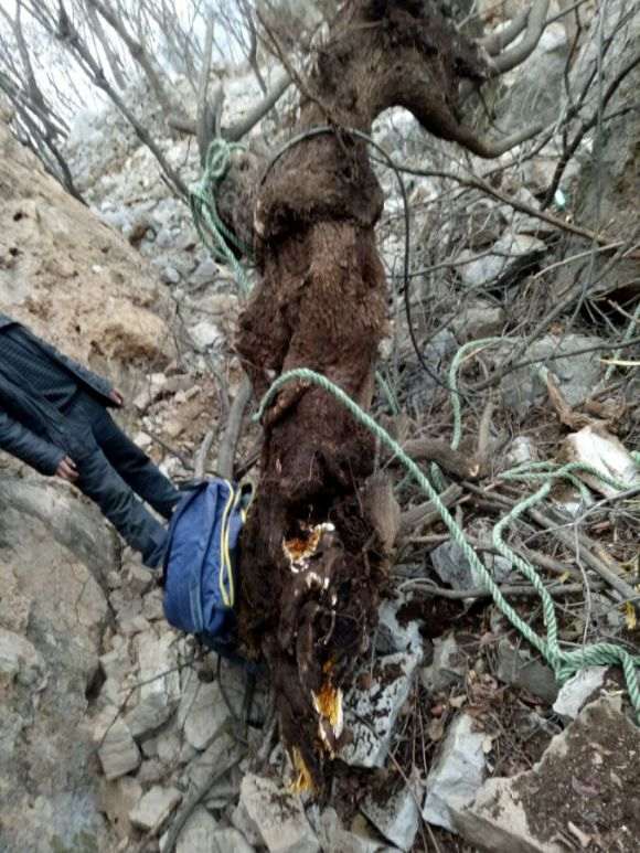悬崖黄栌下山桩 300斤