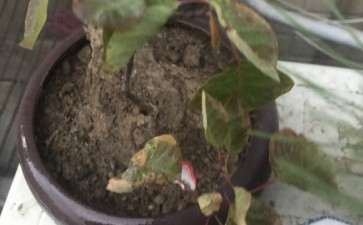 买的黄栌下山桩半个月了 怎么办 图片