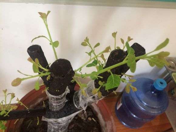 栽下1个多月的黄栌下山桩