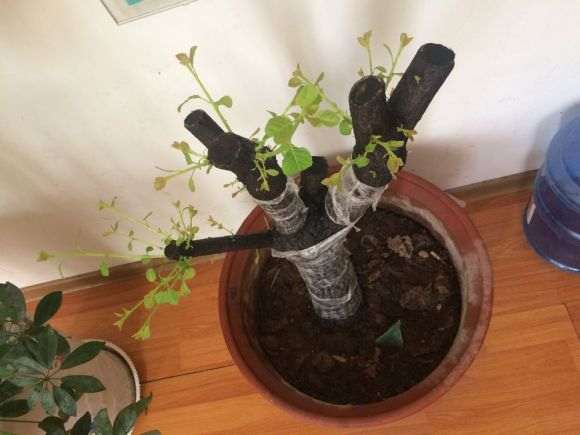 栽下1个多月的黄栌下山桩
