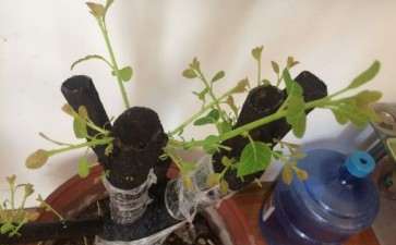 栽下1个多月的黄栌下山桩 回芽吗