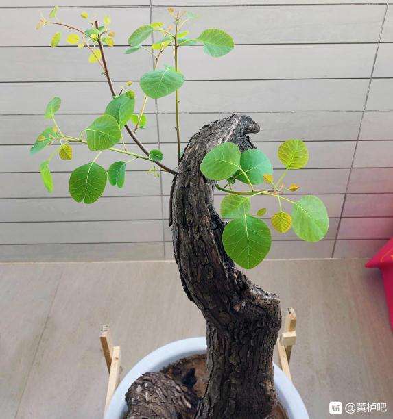 黄栌下山桩价格怎么样 200出吗