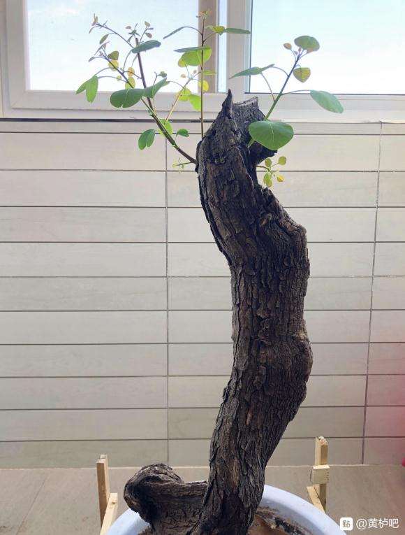 黄栌下山桩价格怎么样 200出吗