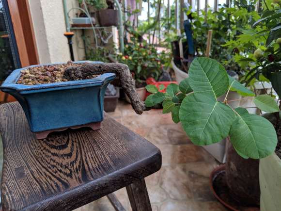 黄栌下山桩 都发新叶子了