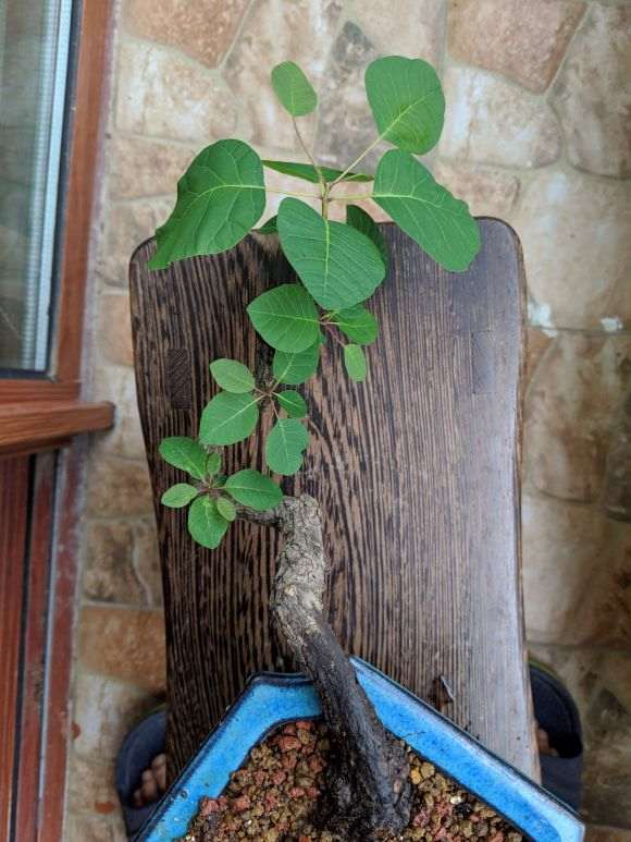 黄栌下山桩 都发新叶子了