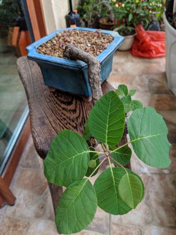 黄栌下山桩 都发新叶子了