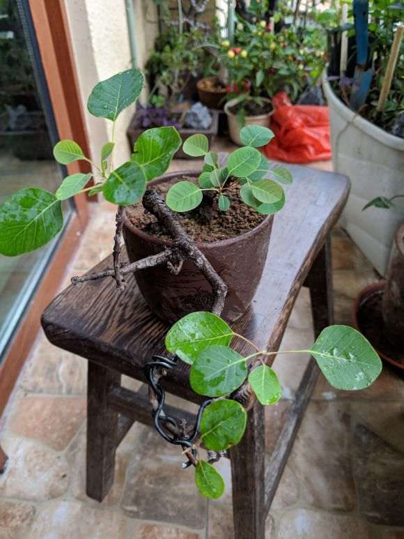 现在黄栌下山桩 成活率高不