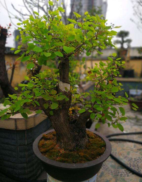 150元买的黄栌下山桩 3年多了