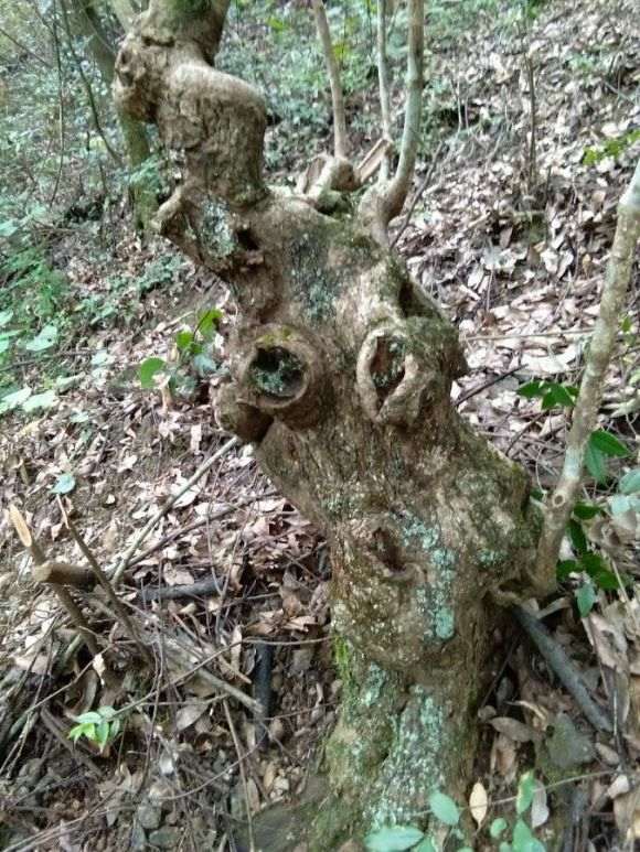 精品老黄栌下山桩