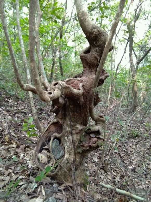 精品老黄栌下山桩