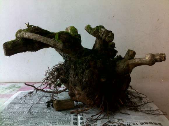 为什么金银花是下山桩很容易成活 图片