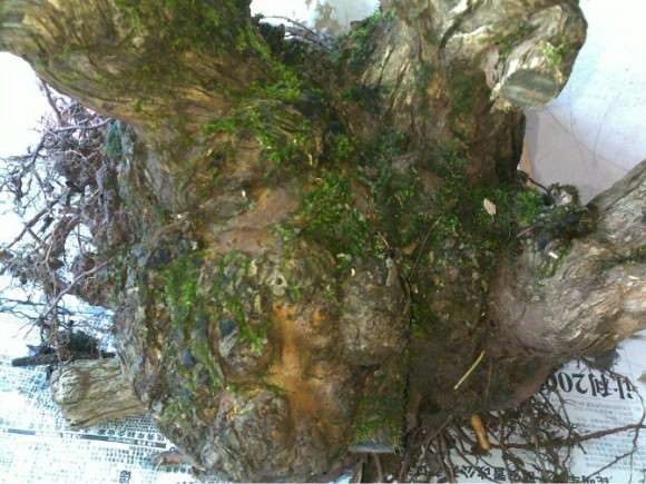 为什么金银花是下山桩很容易成活