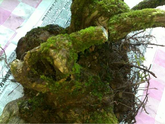 为什么金银花是下山桩很容易成活