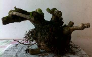 为什么金银花是下山桩很容易成活 图片